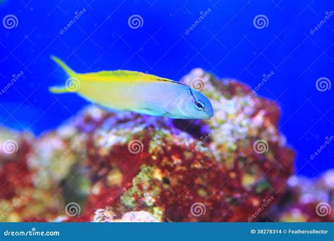 Yellowtail Fang Blenny stock photo. Image of aquarium - 38278314