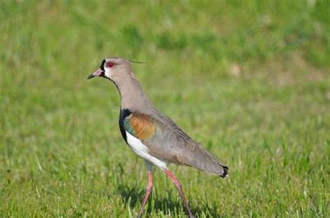 🥇 Image of One Animal, Bird, Tero - 【FREE PHOTO】 100005614