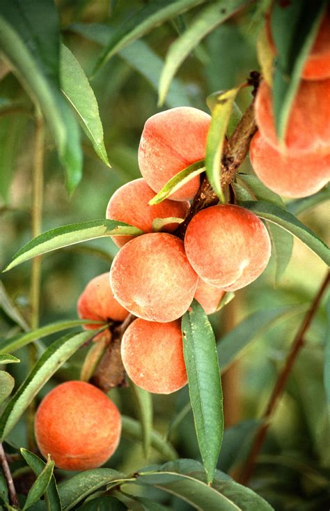 Pêche (fruit) — Wikipédia