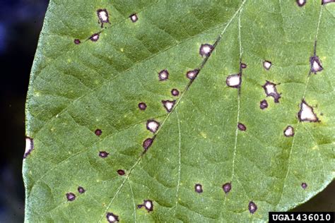 Bean Leaf Spot Treatment - Symptoms Of Cercospora Leaf Spot Of Bean Plants