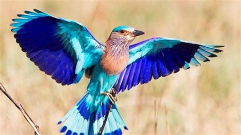 Lucky Charm: Have You Seen Odisha’s State Bird This Dussehra? - odishabytes