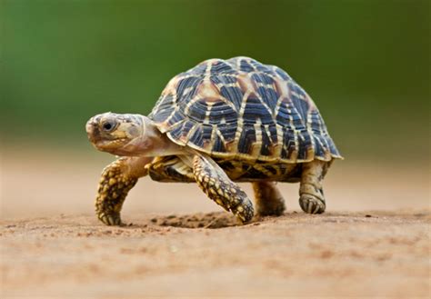 Indian Star Tortoise | CRITTERFACTS