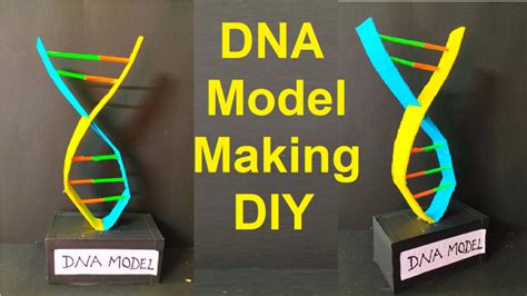 how to make DNA model using cardboard and colored paper - Science ...