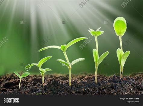 Agriculture. Growing Image & Photo (Free Trial) | Bigstock