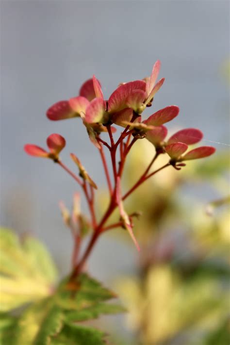 Japanese Maple Seeds - Mendocino Maples Nursery