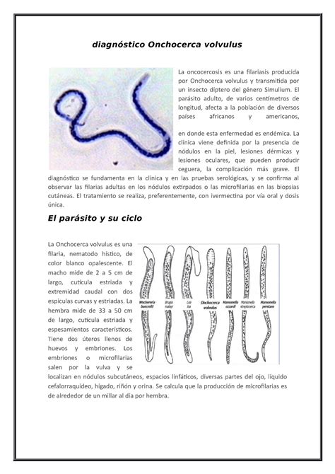 Diagnóstico Onchocerca volvulus practicas e informe - diagnóstico ...