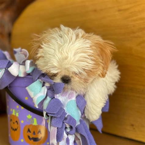 Teacup Shih Tzu For Sale/teacup Shih Tzu Puppies For Sale Near Me