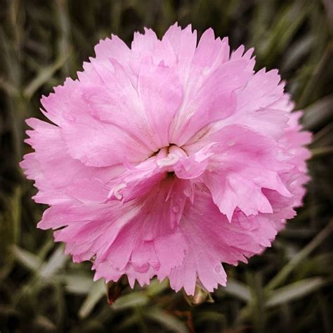 Carnation meaning. Discover the true origins and symbolism of this flower