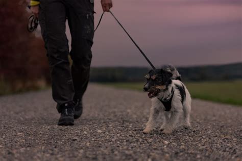 Tips for Walking Your Dog at Night - Hollywood Feed University