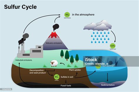 Diagram Of Sulfur Cycle Stock Illustration - Download Image Now - Sulphur, Cycle - Vehicle ...