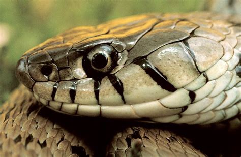 snake head - Google Search | IDEAS | Pinterest | Snake, Reptiles and Dog