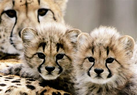 Two more cheetah cubs die at Kuno Park in India - EasternEye