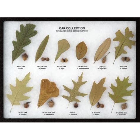 Oak Collection Leaf and Seed Display - Oak Leaf Display