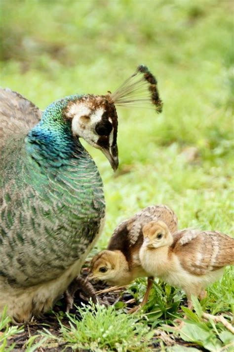 I cannot handle how cute baby Peacocks are... :) | Pet birds, Cute ...