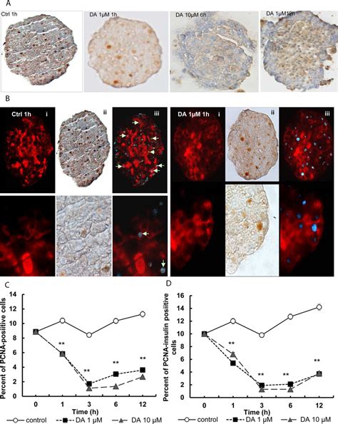 Effect of dopamine on cellular proliferation rate of insulin-positive... | Download Scientific ...