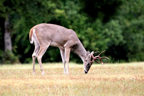 White-tail Buck Eating Grass Free Stock Photo - Public Domain Pictures