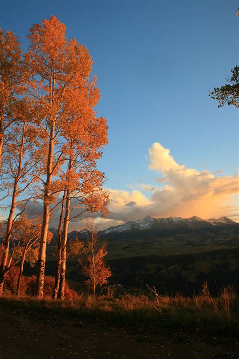 Aspen trees golden leaves at sunset with snow cover peaks Photograph by ...