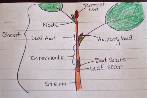 plants | Experiment No. 1