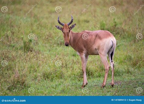 Topi Antelope in the Grassland of Kenya S Savannah Stock Image - Image of nature, serengeti ...