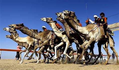 Camel festival in the UAE - Arabian Business: Latest News on the Middle ...