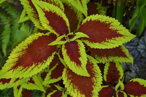 Coleus: Colorful Shade Plants Easily Grown From Seed or Cuttings