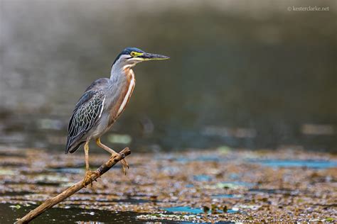 Striated Heron - Kester Clarke Wildlife Photography