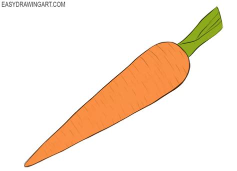 Carrots Drawing