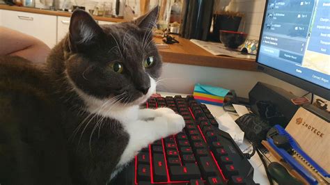 Gaming cat : r/pcmasterrace