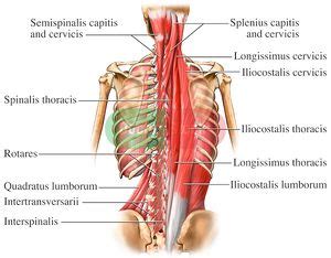 Manual Muscle Testing: Trunk Extension - Physiopedia