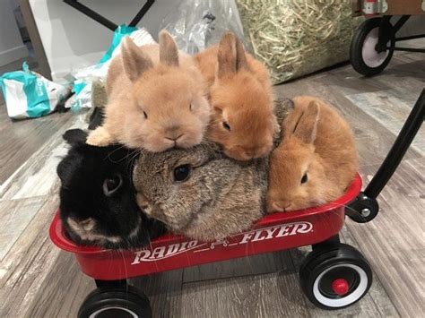 Five rabbits piled into a small radio flyer wagon. | Cutest bunny ever, Pet bunny, Cute baby bunnies