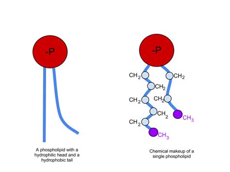 [Figure, Basic structure of a phospholipid,...] - StatPearls - NCBI ...