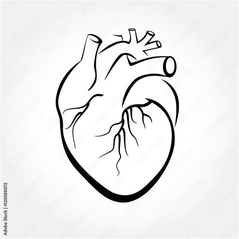 Human heart anatomy vector. Simple design stylized drawings. Stock Vector | Adobe Stock