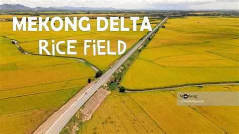 Paddy Rice Fields in Can Tho, An Giang, Mekong Delta