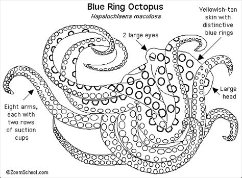 Adaptations - Blue-Ringed Octopus