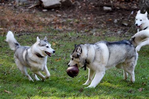 Siberian Husky version of The Super Bowl XLVIII. Huskies playing with a football. | Siberian ...