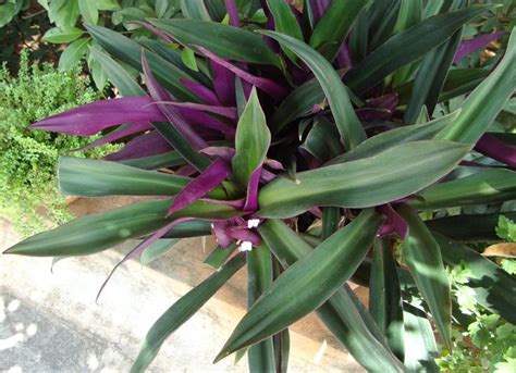 purple flowers are blooming in the garden