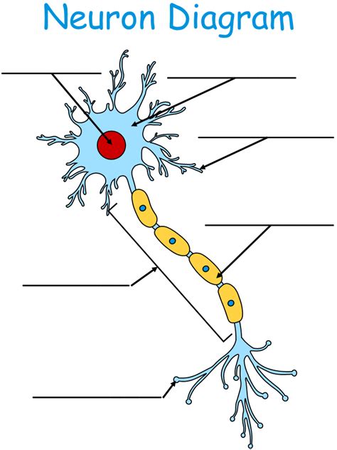 Printable Worksheet: Neuron Diagram