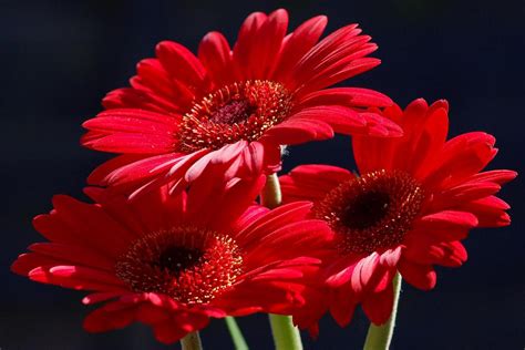 Red Flowers Pictures, Great Red Flowers Image, #15517