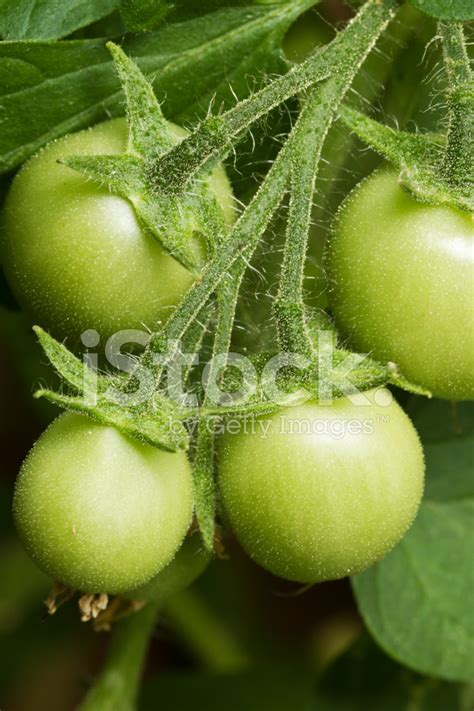 Unripe Tomatoes Stock Photo | Royalty-Free | FreeImages