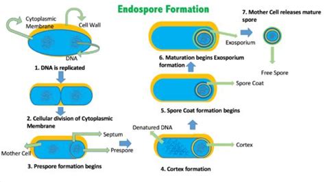 Endospore: Structure and Formation (Short Notes) | Easy Biology Class | Cell wall, Bacteria ...