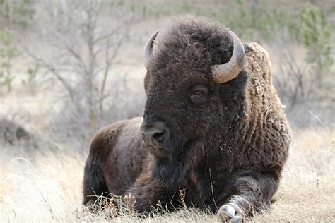 Buffalo Bull - Thru Our Eyes Photography | Linton Wildlife Photos