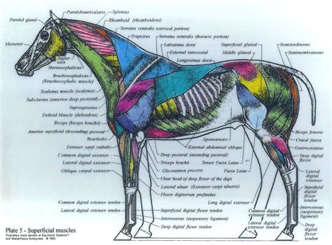 superficial muscles | Horse anatomy, Dog anatomy, Horses