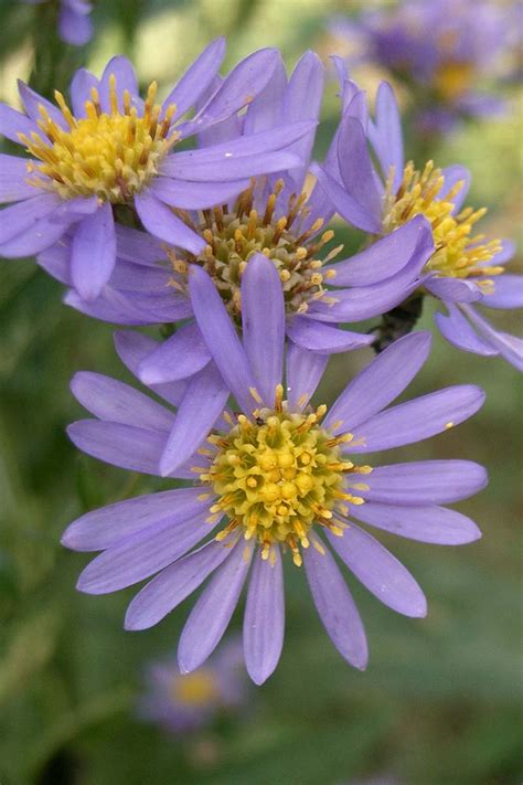 11 of the Best Purple Asters | Gardener’s Path