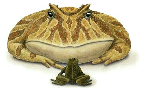 The giant Cretaceous-era frog, Beelzebufo ampinga, next to the largest living frog on Madagascar ...