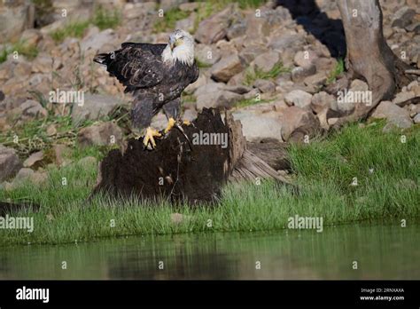 Bald eagle, Utah Stock Photo - Alamy