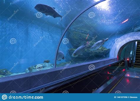 Aquarium Tunnel Underwater Stock Photos - Download 885 Royalty Free Photos