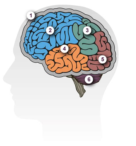 Dementia Brain Tour | Alzheimer's Research UK