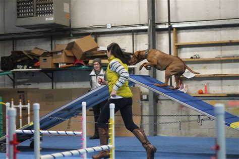 Agility Classes — High Fidelity Dogs