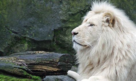 México: presentaron una pareja de cachorros de leones africanos blancos en el zoológico de ...