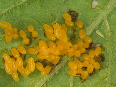 Colorado Potato Beetle, eggs - Leptinotarsa decemlineata - BugGuide.Net